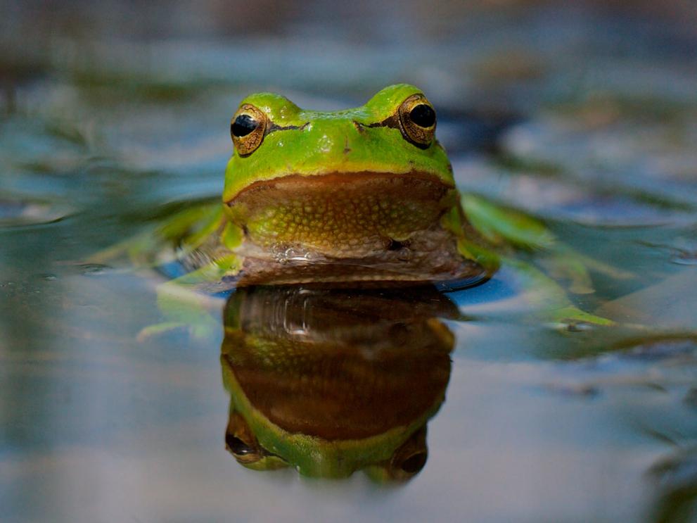 Frog poking out of the water.