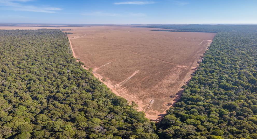 Patch of arid land surrounded by thick forest.