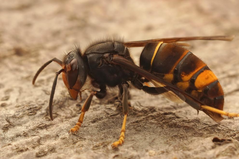 Asian hornet.