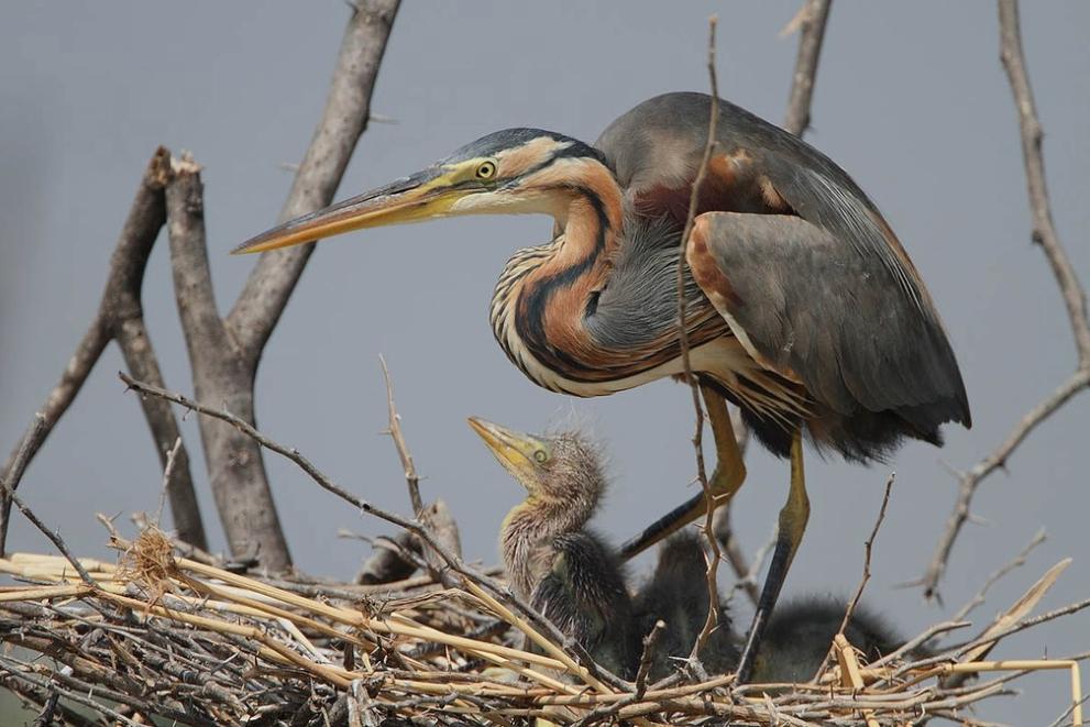 1530 Purple Heron