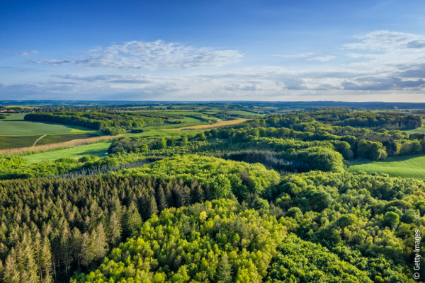 Forest landscape.