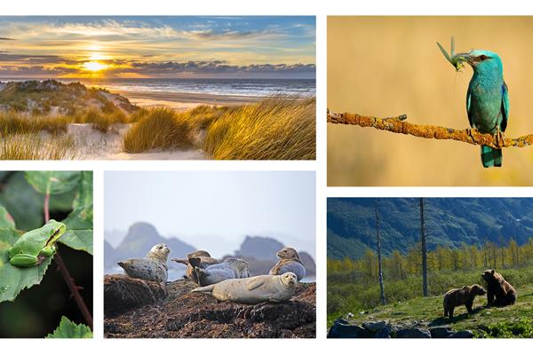 Collage of images: seaside landscape, blue bird, two bears, seals, frog on a leaf.