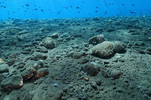 Flock of fish close to seabed