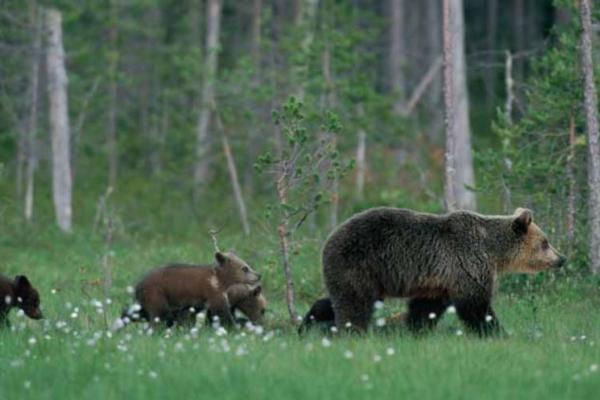 Brown bear mother walking in front of a forest with her three cubs following her.