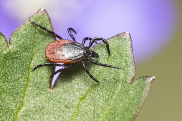 Disease-carrying ticks are predicted to spread, globally.
